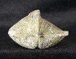 Paraspirifer bownockeri (STEWART 1927) - Bild &copy; FossNet FossilienStore